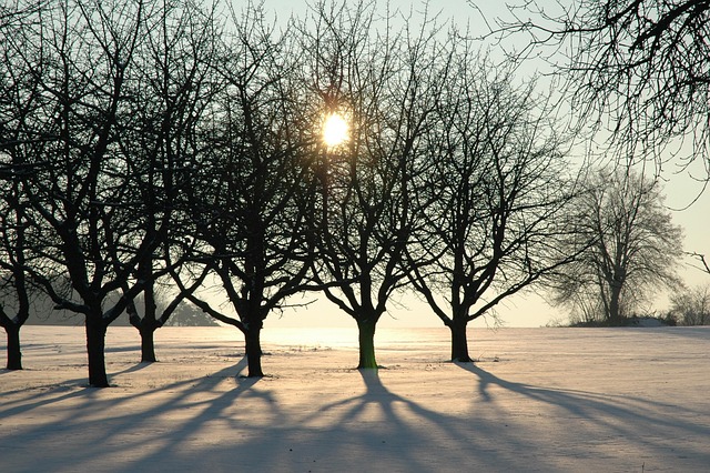 Økologisk omsorg: Elkærholms veje til grønnere frugt